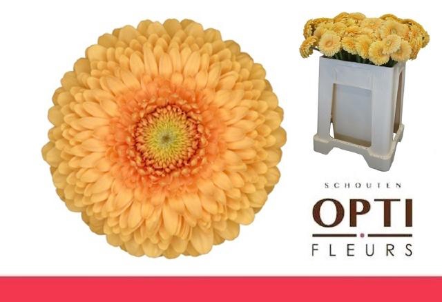 <h4>GE MB POMPONI BUNNY</h4>