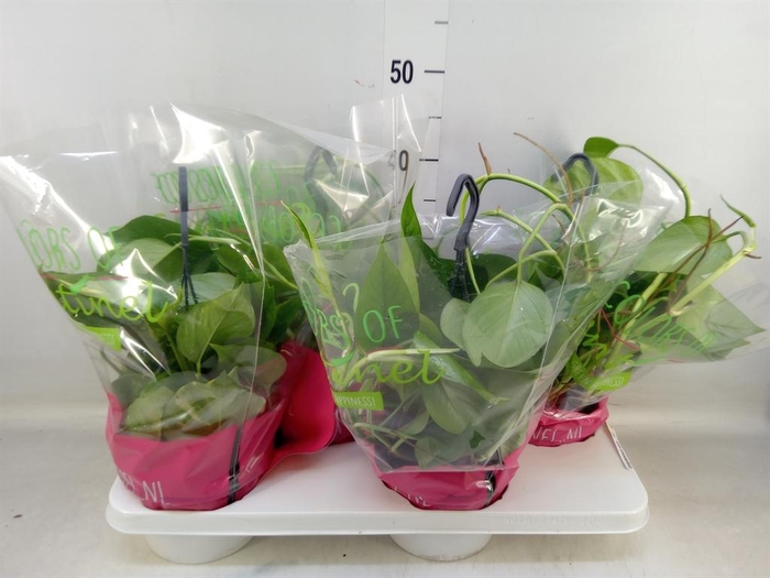 <h4>Epipremnum pinn.   HG</h4>