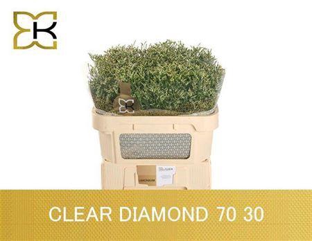 <h4>Lim Sin Clear Dia</h4>