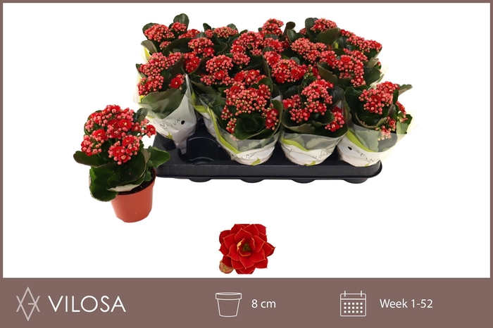 <h4>KAL GE RUBIO RED</h4>