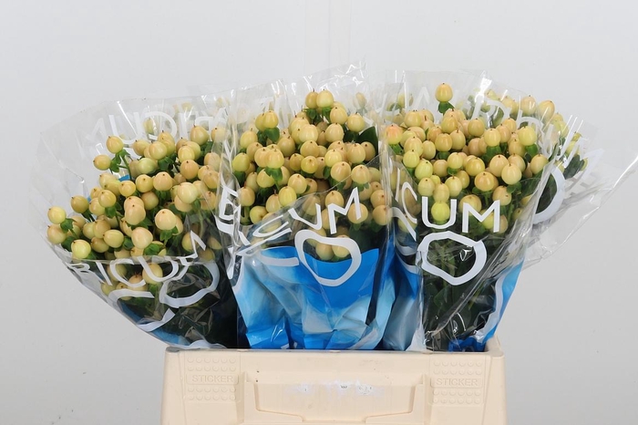 <h4>Hyp Coco Gelato</h4>