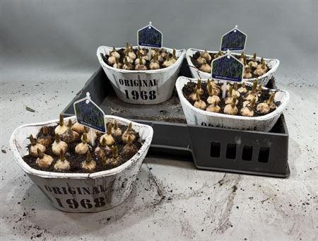 <h4>Arr Muscari</h4>