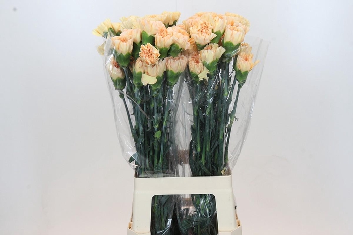 <h4>Dianthus St Crimea</h4>