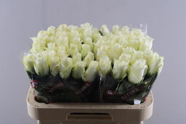 <h4>R Gr Albatros L60</h4>