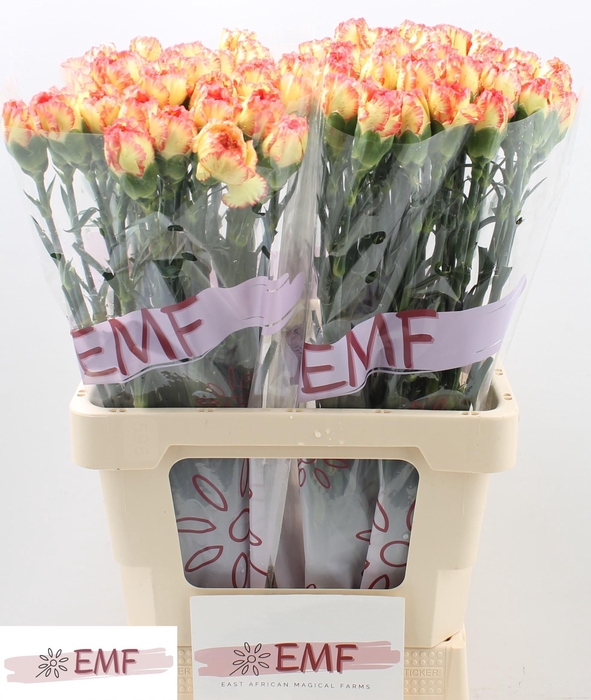 <h4>DI ST DIEGO</h4>