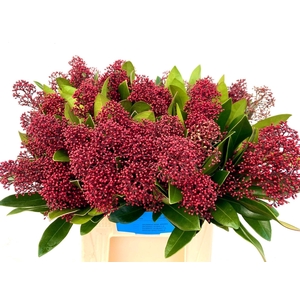 SKIMMIA JAP. 'RUBELLA'