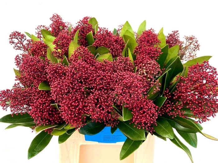 <h4>SKIMMIA JAP. 'RUBELLA'</h4>