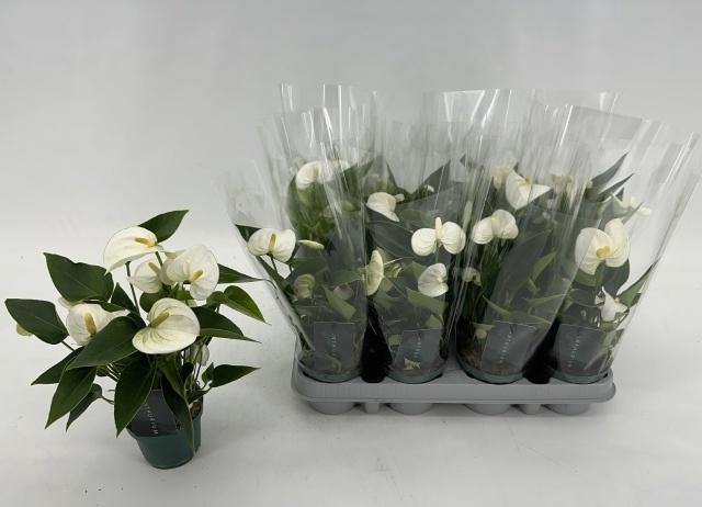 <h4>ANTHU AN EVEREST</h4>