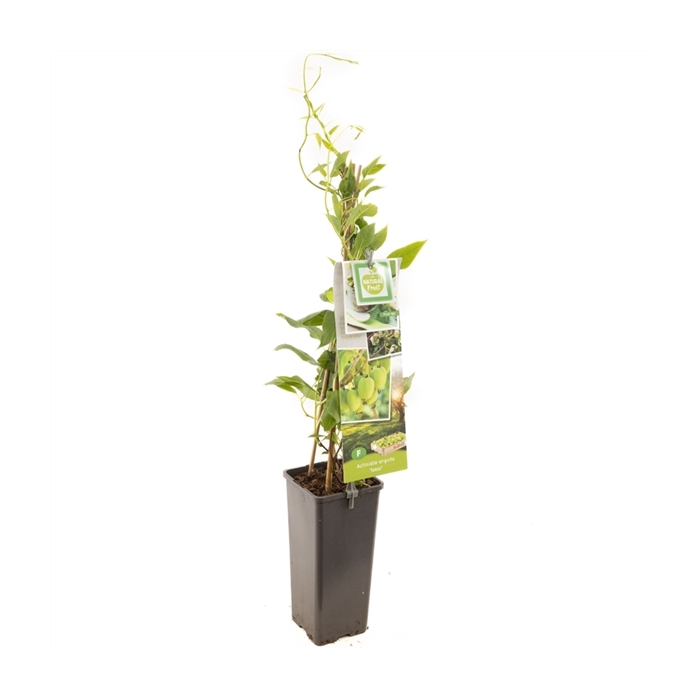 <h4>Actinidia arguta Issai Mini kiwi zelfbestuivend</h4>