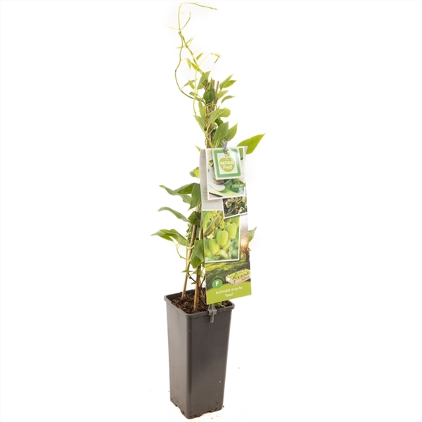 Actinidia arguta Issai Mini kiwi zelfbestuivend