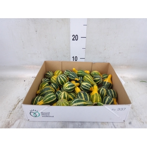 Cucurbita pepo 'Pear Bicolor'