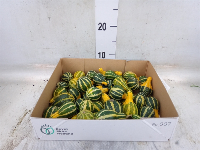 <h4>Cucurbita pepo 'Pear Bicolor'</h4>