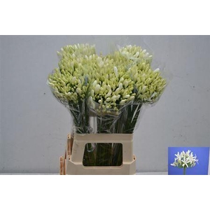 Agap Eyfori White Nl