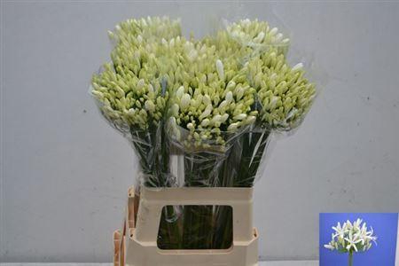 <h4>Agap Eyfori White Nl</h4>