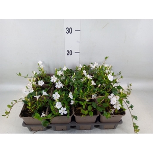 Vinca minor 'Alba'