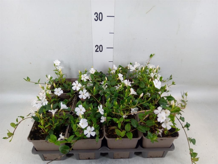 <h4>Vinca minor 'Alba'</h4>