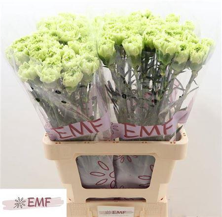 <h4>Di St New York</h4>