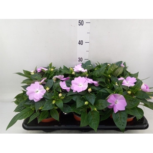 Impatiens NG 'ColPow Lavender'