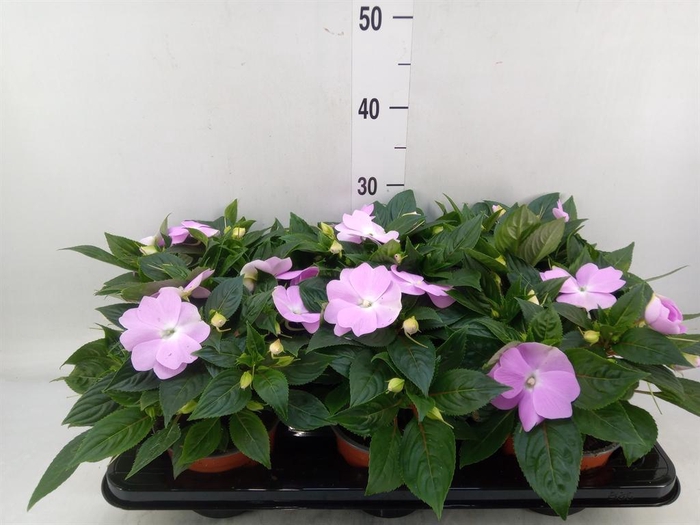 <h4>Impatiens NG 'ColPow Lavender'</h4>
