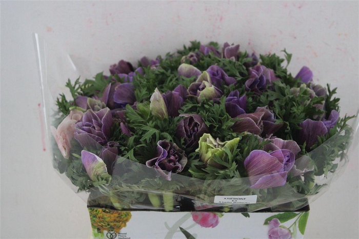 <h4>Anem Mistral Rarity</h4>