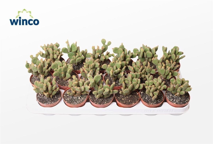 Opuntia Microdasis Rufida Minor