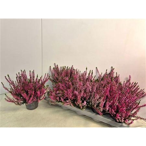 Callu Cal Nova Rosa