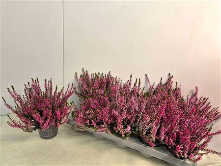 <h4>Callu Cal Nova Rosa</h4>