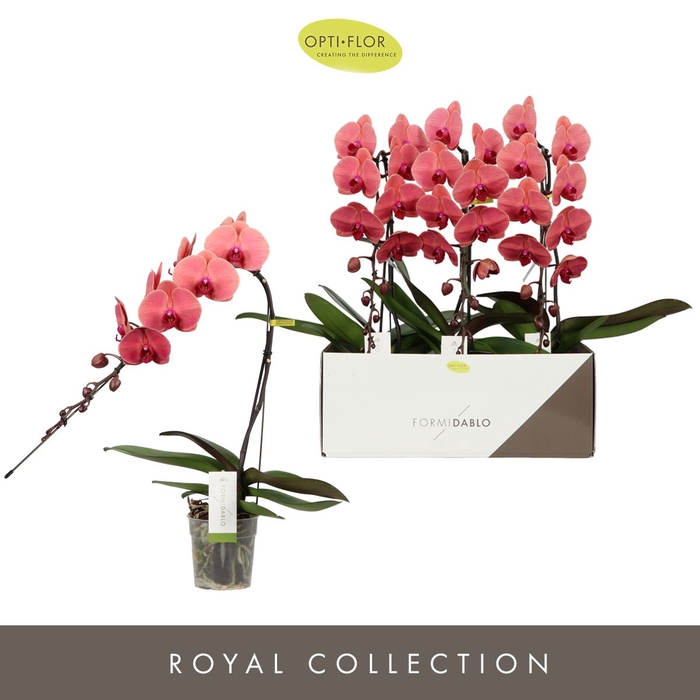 <h4>Phalaenopsis overig oranje (meerder</h4>