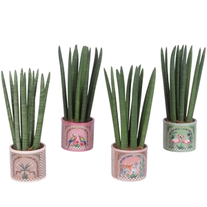 Sansevieria Cylindrica Straight 10 Leaf In Ceramic Pot Animals