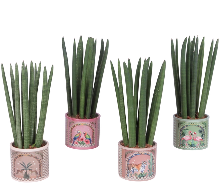 <h4>Sansevieria Cylindrica Straight 10 Leaf In Ceramic Pot Animals</h4>