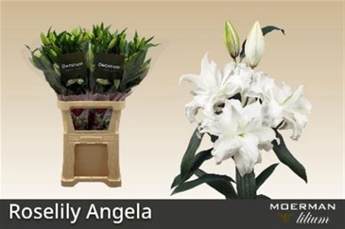 <h4>Li Or Du Rl Angela</h4>