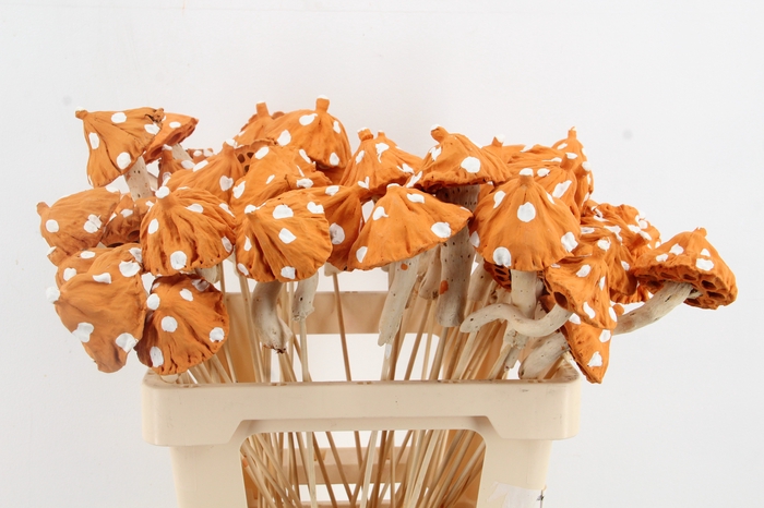 <h4>Stick Mushroom Lotus Orange</h4>