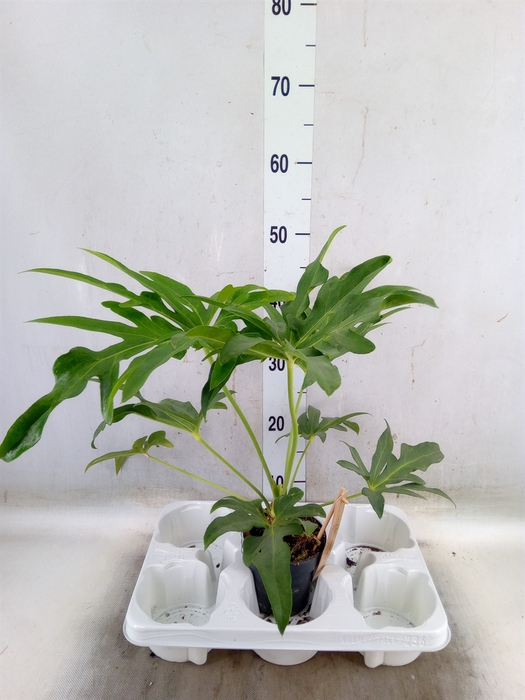 <h4>Planten Groen   ...L%</h4>