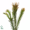 RETZIA CAPENSIS