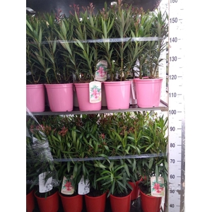 Nerium oleander   ...