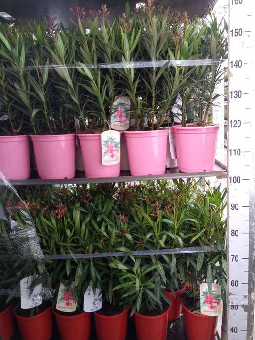 <h4>Nerium oleander   ...</h4>