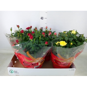 Rosa  'Favourite Roses'   ...mix 3