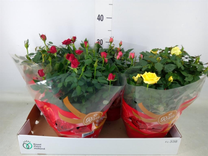 <h4>Rosa  'Favourite Roses'   ...mix 3</h4>