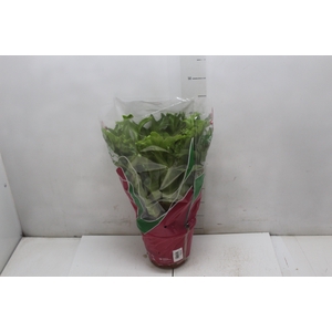 ASPLENIUM CRISSIE P19