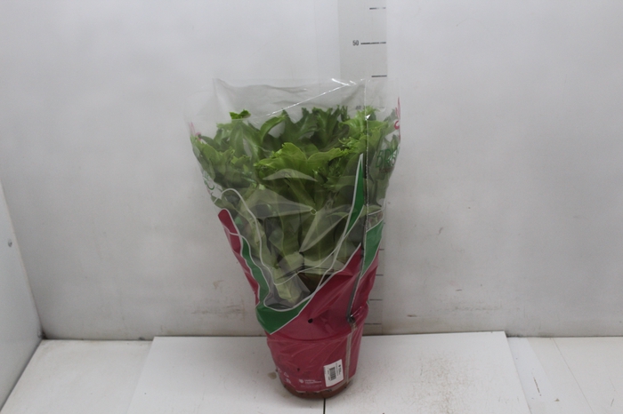 <h4>ASPLENIUM CRISSIE P19</h4>