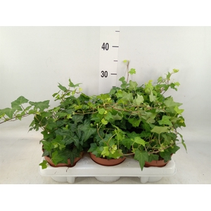 Hedera helix 'Anna'