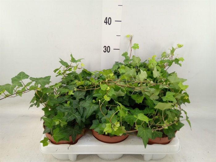 <h4>Hedera helix 'Anna'</h4>