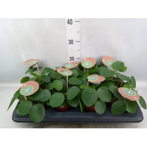 Pilea peperomoides