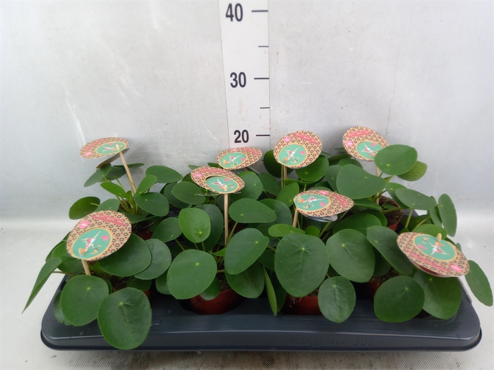 Pilea peperomoides