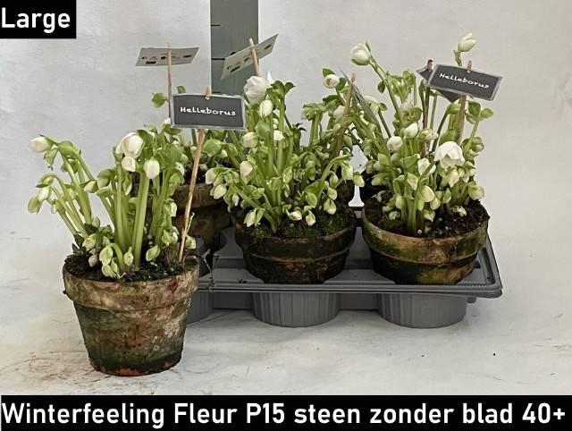 <h4>HELLEB WINTER FLEUR TERRACOTTA P15</h4>