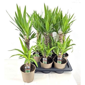 Yucca 45-20 Cm