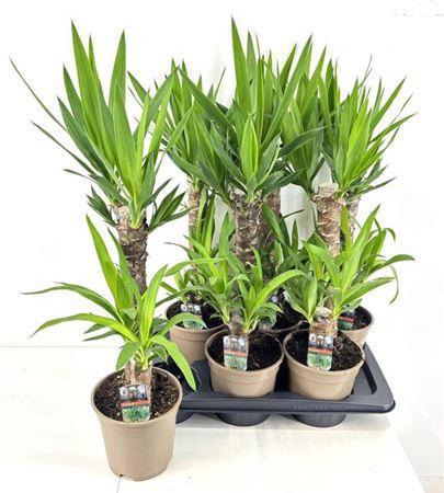 <h4>Yucca 45-20 Cm</h4>
