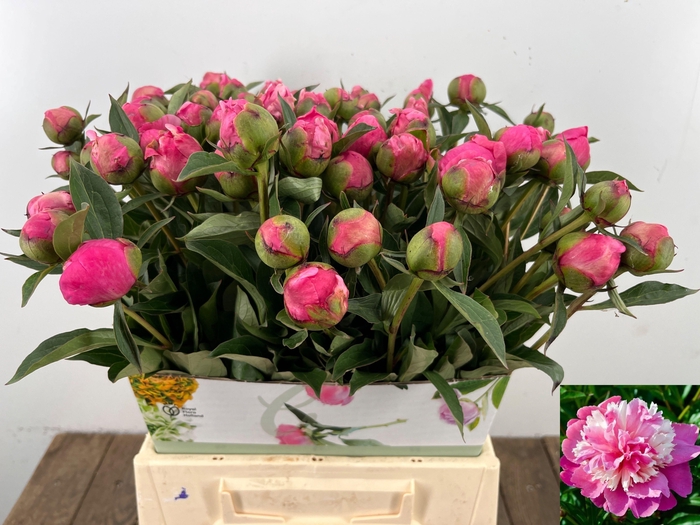 <h4>PAEO L EDUL SUPERBA</h4>