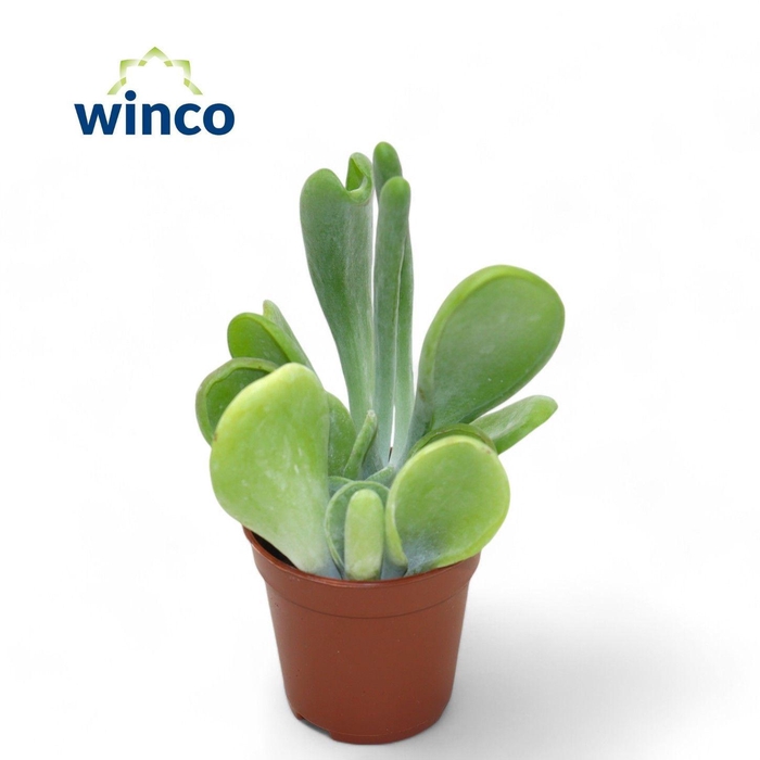 <h4>KALANCHOE OV</h4>