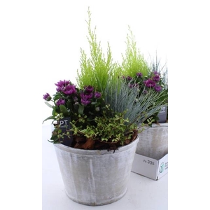 ARR TUINPLANTEN